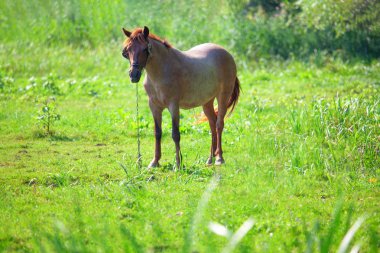 brown horse on the green  sunny meadow