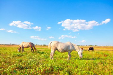 white horses grazing on the summer meadow 