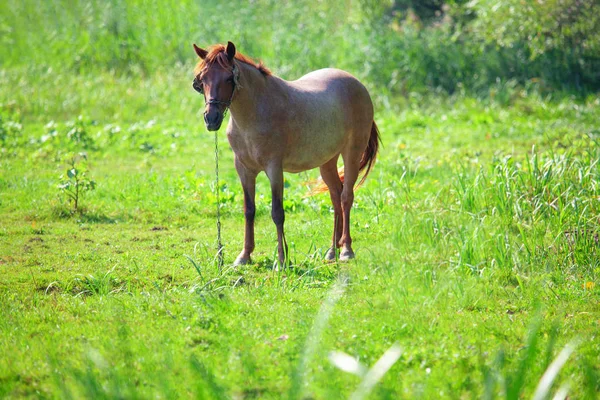 Cavalo Marrom Prado Ensolarado Verde — Fotografia de Stock