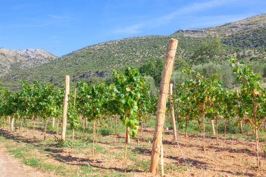 Yazın dağların eteklerindeki üzüm bağları.