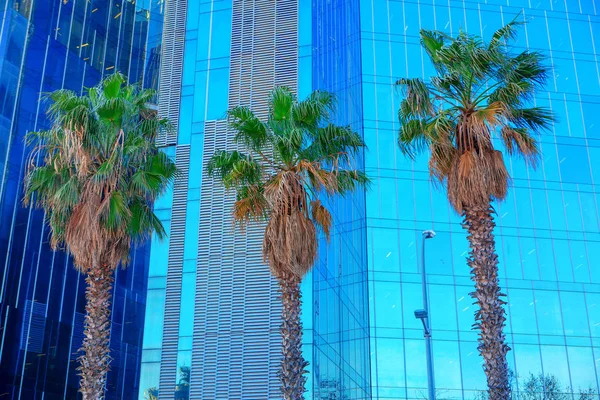 palm trees growing in a modern neighborhood