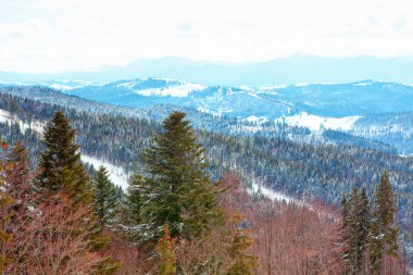 Kışın dağlarda çam yetişir. 