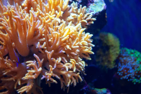 蓝色海水中五彩斑斓的珊瑚植物 — 图库照片