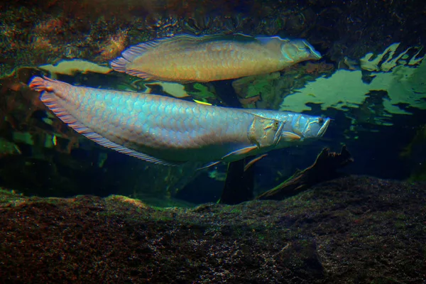 Silver Arowana freshwater bony fish