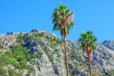 Dağların yakınında yetişen egzotik palmiyeler