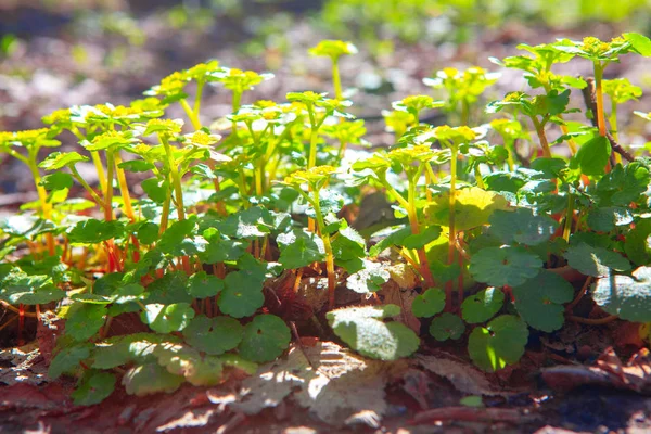 Piante Primaverili Che Crescono Alla Luce Del Sole — Foto Stock