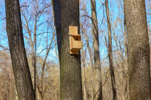 Κουτί Ωοτοκίας Τοποθετημένο Στο Δέντρο — Φωτογραφία Αρχείου