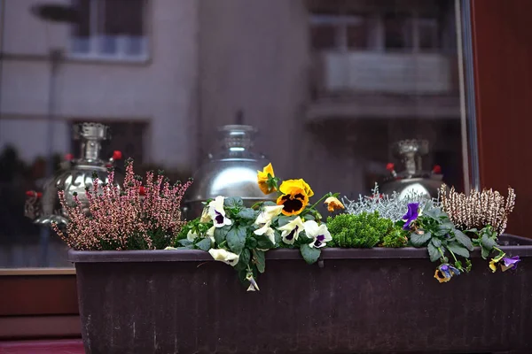 Samovary Květinové Záhony Vitríně — Stock fotografie