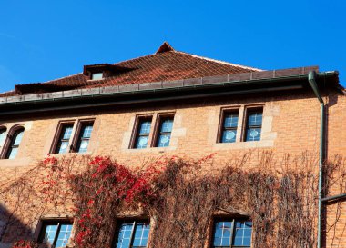 Dış cephede büyüyen sarmaşık bitkileri