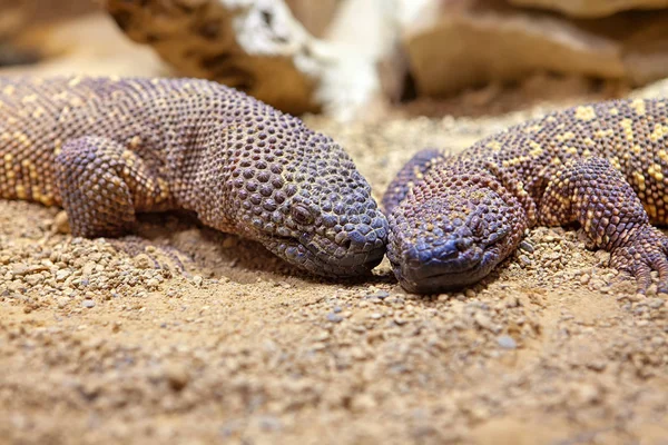 Ζεύγος Beaded Lizard Στέκεται Μαζί — Φωτογραφία Αρχείου