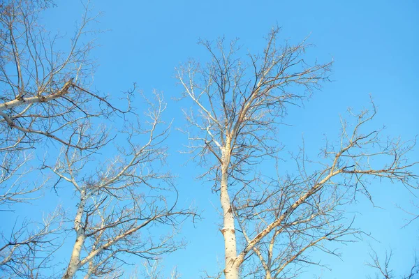 Κλαδιά Δέντρων Την Ανοιξιάτικη Περίοδο Ενάντια Στον Γαλάζιο Ουρανό — Φωτογραφία Αρχείου