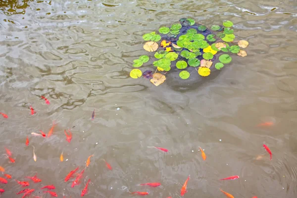 Акваріум Червона Риба Водяна Лілія — стокове фото