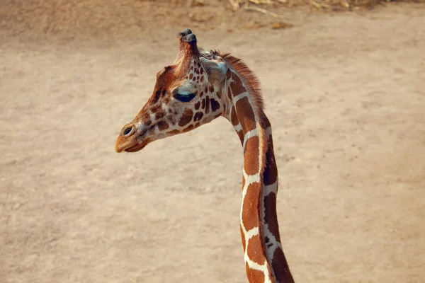 Портрет Длинного Жирафа Шее — стоковое фото