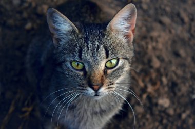 Şirin evcil kedi portresi 