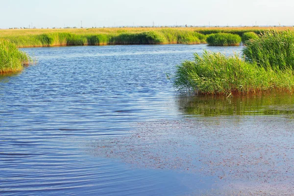 Pantano Natural Con Caña Verde —  Fotos de Stock