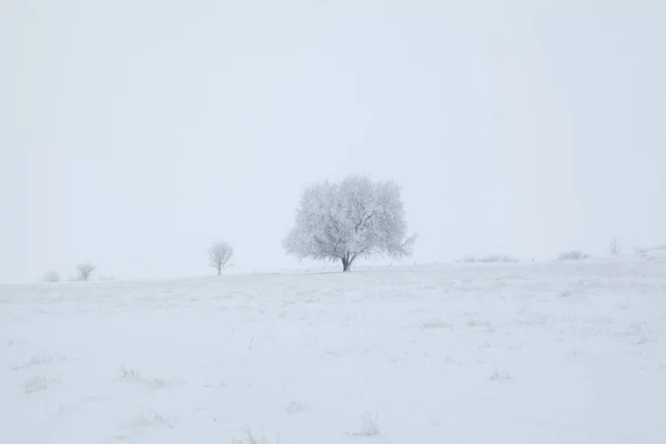 Solitude Hivernale Décor Avec Arbre Sur Colline Enneigée — Photo