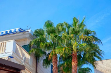 Otelin yakınında büyüyen palmiye ağaçları. 