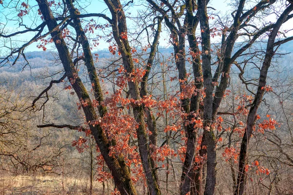 Tree Dry Leaves Spring Season — Stock Photo, Image