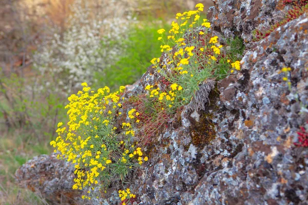 Gelbe Frühlingsblumen Die Auf Der Klippe Wachsen — Stockfoto