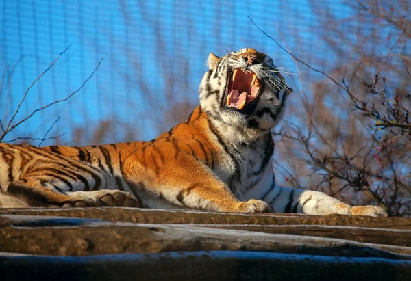 Photo Young Roaring Tiger — Stock Photo, Image