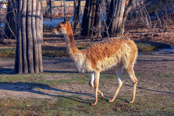 Jeune Lama Debout Sur Zone Naturelle — Photo