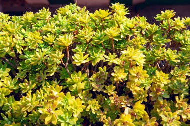 ekilmemiş egzotik bitkilerin arka planı 