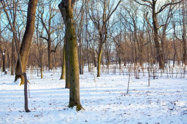 Taze karlı kış parkı
