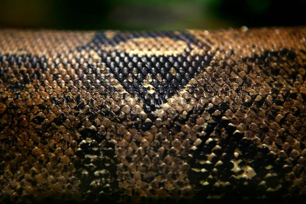 Background Anaconda Snake Natural Area — Stock Photo, Image