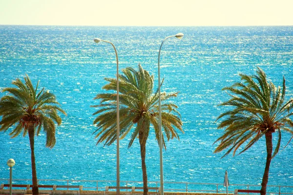 Palmbomen Aan Blauwe Baai — Stockfoto
