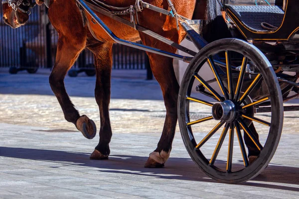 At arabalı at sokakta yürüyor. 