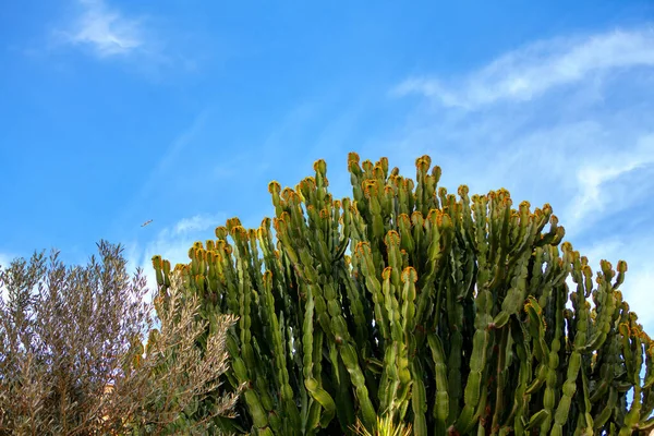 Kaktus Rostoucí Přírodní Tropické Oblasti — Stock fotografie