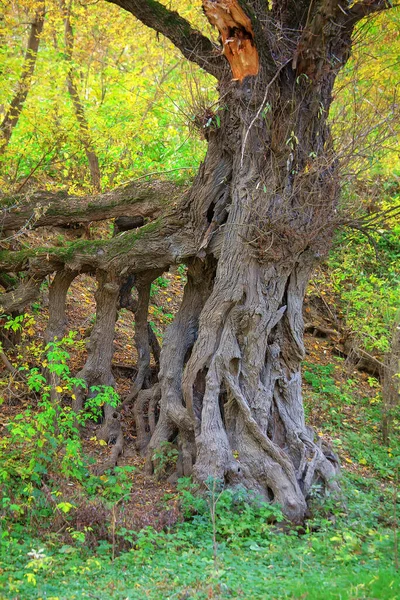 Krachtige Wortels Van Oude Boom — Stockfoto