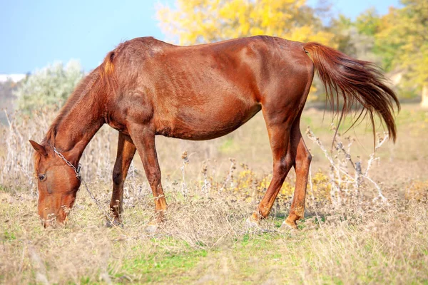 Cavallo Rosso Pascolo Nella Giornata Estiva — Foto Stock