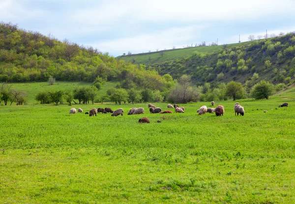 Bahar Mevsiminde Koyun Sürüsü Olan Çiftlik Manzarası — Stok fotoğraf
