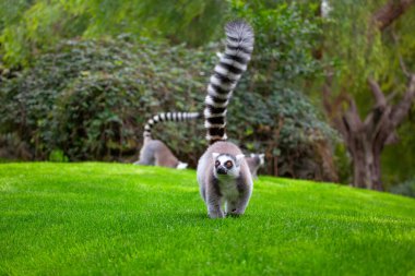 Çimenlerde yürüyen sevimli bir lemur.