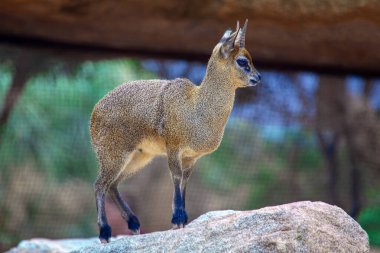 Genç Saltarrocas kayanın üzerinde duruyor 