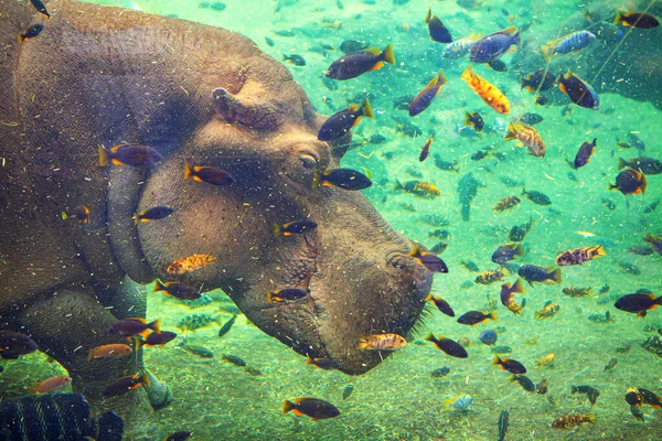 Cuadro Positivo Colorido Con Hipopótamo Pescado — Foto de Stock