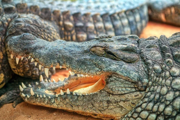 Crocodilo Adormecido Com Boca Aberta — Fotografia de Stock