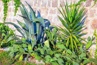 Arka planda duvar olan egzotik astropikal bitkiler