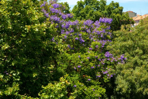 blooming lilac trees with blooming flowers