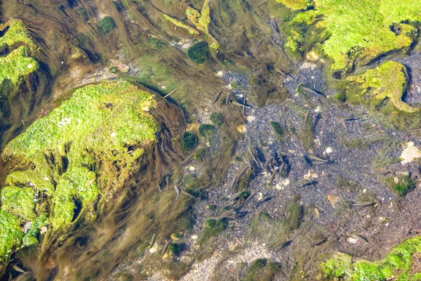 Fish Transparent Shallow Water — Stock Photo, Image