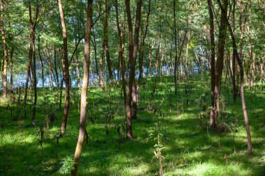 Bahar mevsiminde genç orman