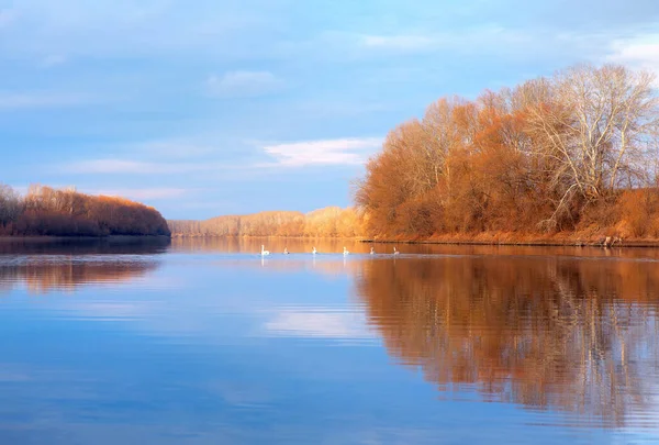 Красивые Осенние Пейзажи Стадо Лебедей Озере — стоковое фото