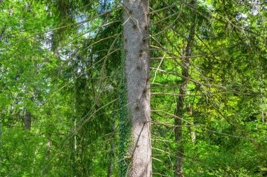 Ormanda dalları olan tek bir ağaç.