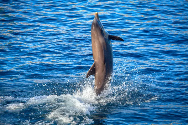 Springender Delfin Blauen Meerwasser — Stockfoto