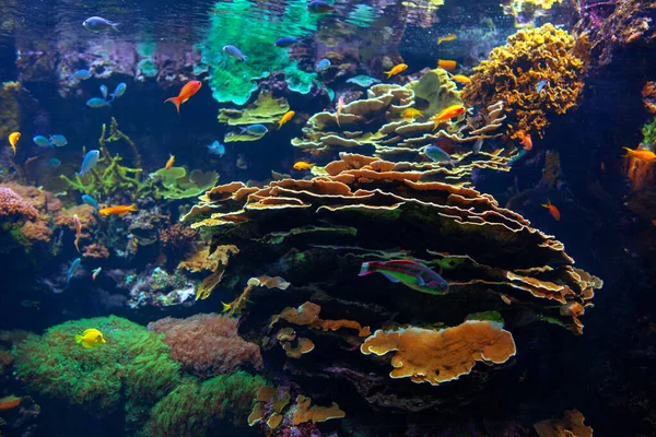 Underbar Undervattens Natur Med Färgglada Fiskar — Stockfoto