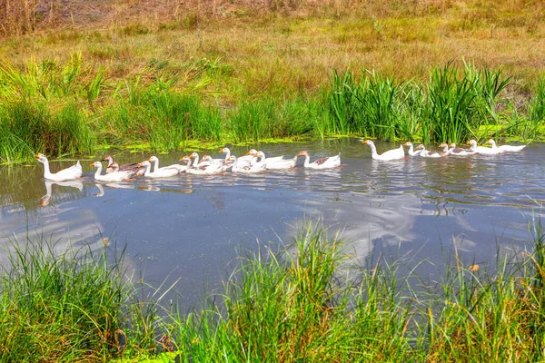 Paisagem Rural Com Rebanho Aves Domésticas — Fotografia de Stock