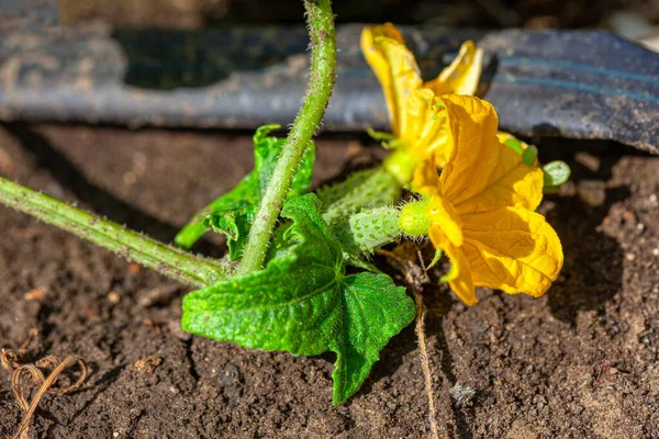 Cetriolo Fiorito Con Fiore Che Cresce Giardino — Foto Stock