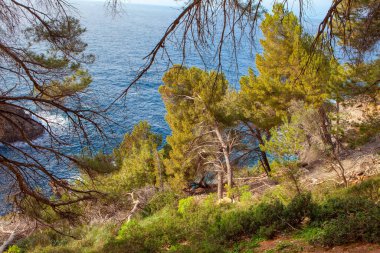 Kıyı kayalıklarında yetişen kozalaklı ağaçlar.