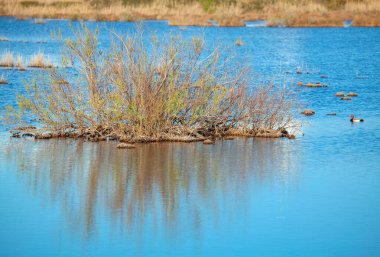 Mavi bataklık manzarası ve vahşi doğa